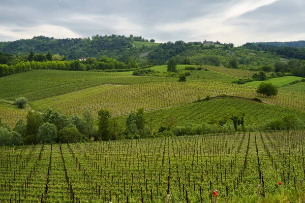 Vinodlingar Oltrepo Pavese Lombardiet Italien Landsbygdslandskap Våren Nära Borgo Priolo — Stockfoto