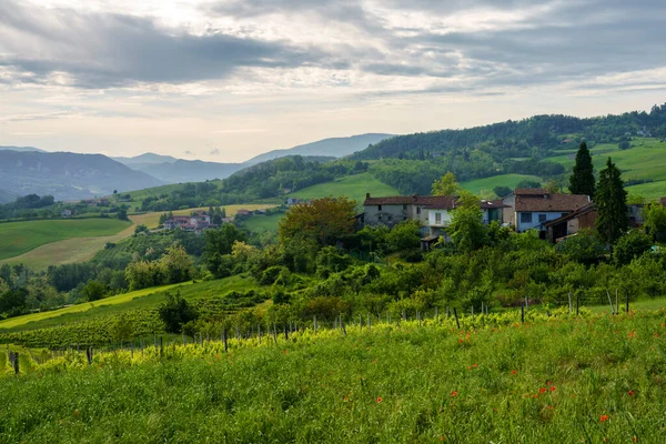Wijngaarden Heuvels Van Tortona Colli Tortonesi Provincie Alessandria Piemonte Italië Rechtenvrije Stockfoto's