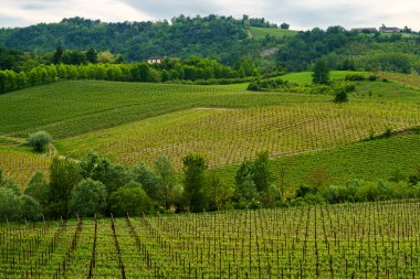 Oltrepo Pavese, Lombardy, İtalya 'daki üzüm bağları. Borgo Priolo yakınlarındaki ilkbaharda kırsal alan
