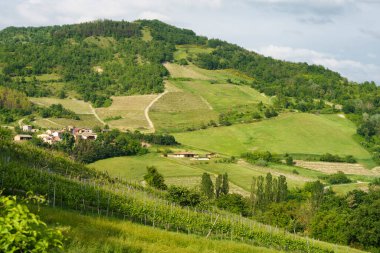 Oltrepo Pavese, Lombardy, İtalya 'daki üzüm bağları. Borgo Priolo yakınlarındaki ilkbaharda kırsal alan