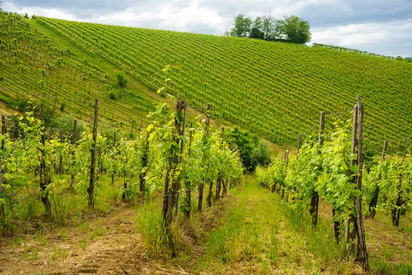 Wijngaarden Oltrepo Pavese Lombardije Italië Landelijk Landschap Lente Bij Casteggio — Stockfoto