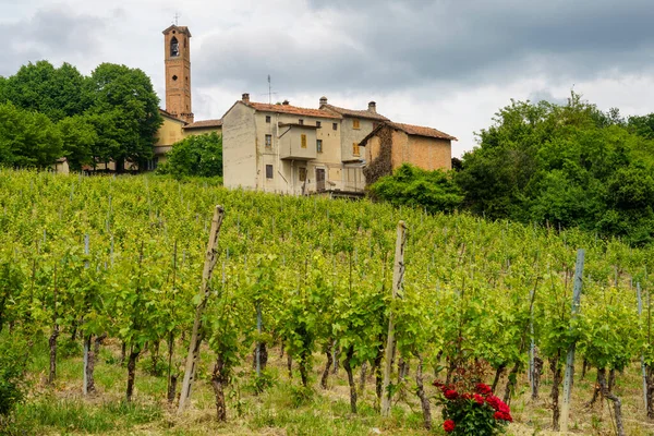 Vinice Oltrepo Pavese Lombardie Itálie Venkovská Krajina Jaře Casteggia — Stock fotografie