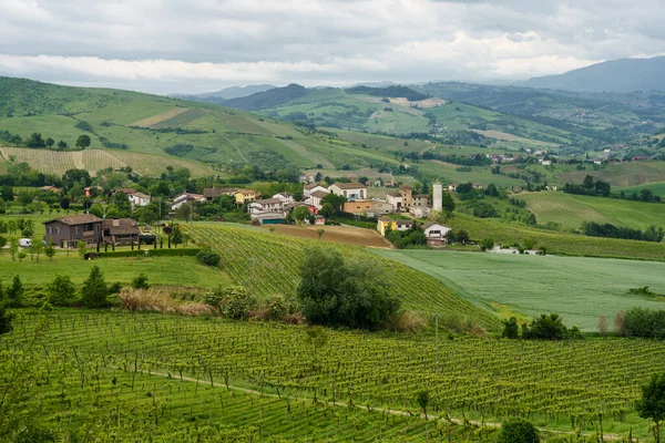 Wijngaarden Oltrepo Pavese Lombardije Italië Landelijk Landschap Lente Bij Montalto — Stockfoto