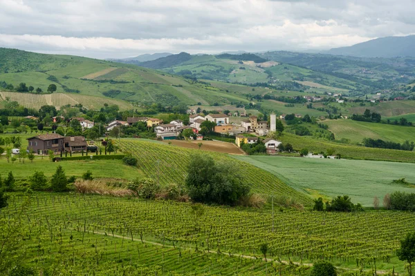 Vinodlingar Oltrepo Pavese Lombardiet Italien Landsbygdslandskap Våren Nära Montalto Pavese — Stockfoto