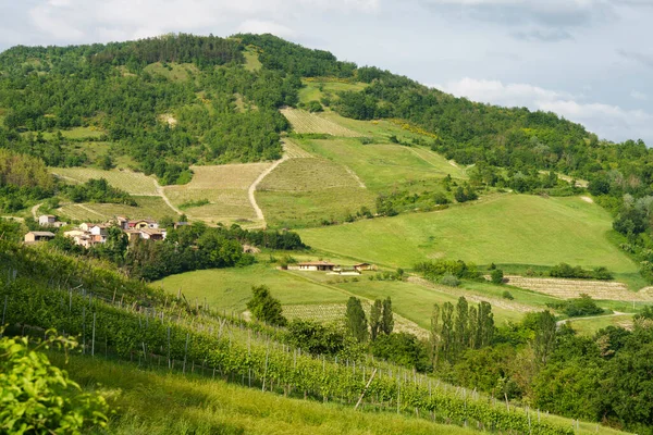 Vinodlingar Oltrepo Pavese Lombardiet Italien Landsbygdslandskap Våren Nära Borgo Priolo — Stockfoto