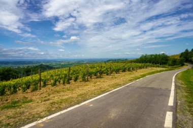 Tortona tepelerinde (Colli Tortonesi), Alessandria ilinde, Piedmont, İtalya 'da, İlkbaharda, Volpedo yakınlarında, üzüm bağları