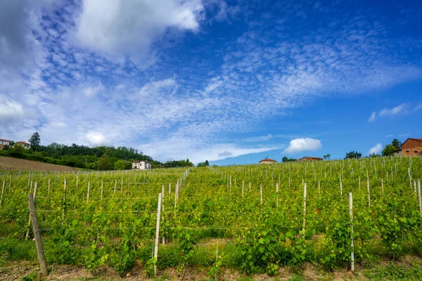 Winnice Wzgórzach Tortona Colli Tortonesi Prowincji Alessandria Piemont Włochy Wiosną — Zdjęcie stockowe