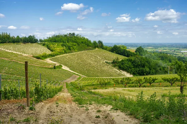 Winnice Wzgórzach Tortona Colli Tortonesi Prowincji Alessandria Piemont Włochy Wiosną — Zdjęcie stockowe