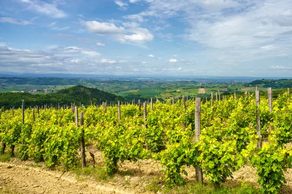 Winnice Wzgórzach Tortona Colli Tortonesi Prowincji Alessandria Piemont Włochy Wiosną — Zdjęcie stockowe