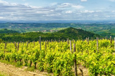 Tortona tepelerinde (Colli Tortonesi), Alessandria ilinde, Piedmont, İtalya 'da, İlkbaharda, Volpedo yakınlarında, üzüm bağları