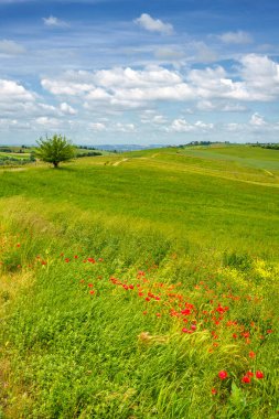 İtalya 'nın Piedmont eyaletindeki Tortona tepelerinde (Colli Tortonesi) manzara..