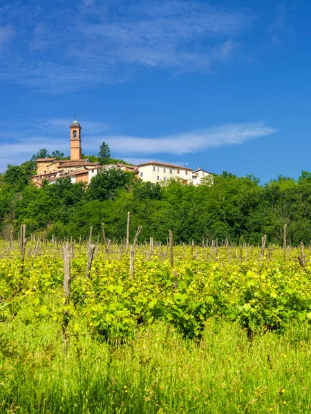 Vignobles Sur Les Collines Tortona Colli Tortonesi Dans Province Alessandria — Photo