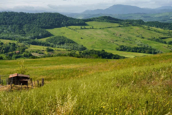 Vigneti Sulle Colline Tortona Colli Tortonesi Provincia Alessandria Piemonte Italia — Foto Stock