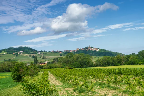 Winnice Wzgórzach Tortona Colli Tortonesi Prowincji Alessandria Piemont Włochy Wiosną — Zdjęcie stockowe