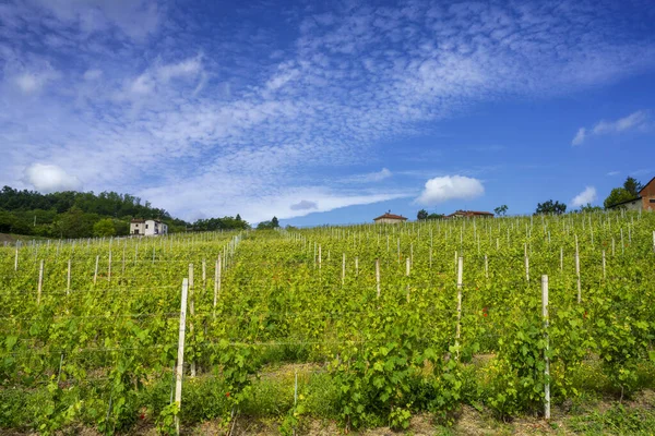 Vineyards Tortona Hills Colli Tortonesi Alessandria Province Piedmont Italy Springtime — Stock Photo, Image