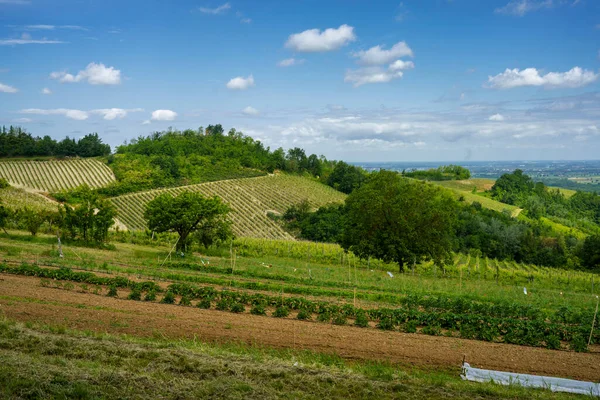 Winnice Wzgórzach Tortona Colli Tortonesi Prowincji Alessandria Piemont Włochy Wiosną — Zdjęcie stockowe