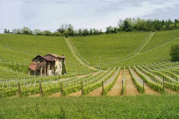 Paesaggio Rurale Nel Monferrato Patrimonio Dell Umanità Unesco Vigneto Vicino — Foto Stock