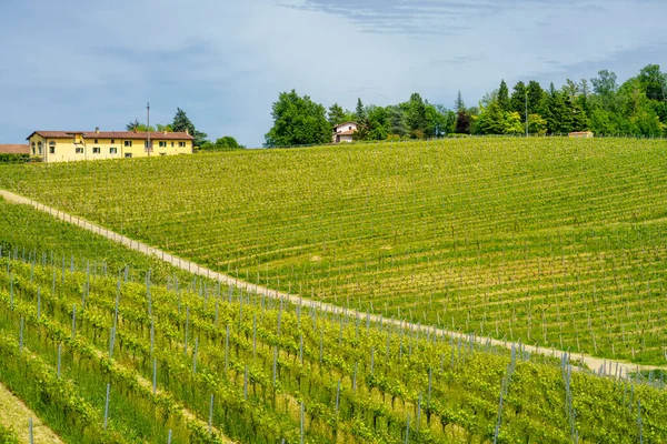 Paesaggio Rurale Nel Monferrato Patrimonio Dell Umanità Unesco Vigneto Vicino — Foto Stock