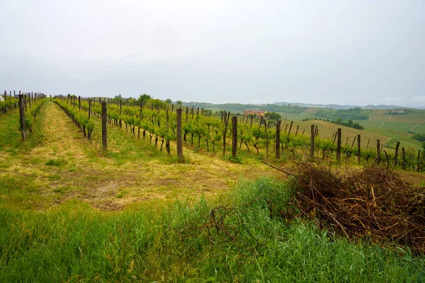 Ländliche Landschaft Monferrato Unesco Weltkulturerbe Weinberg Bei Acqui Terme Provinz — Stockfoto