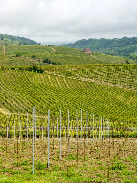 Krajobraz Wiejski Monferrato Unesco Światowego Dziedzictwa Unesco Winnica Pobliżu Acqui — Zdjęcie stockowe