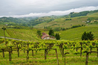 Monferrato 'daki kırsal alan, Unesco Dünya Mirası Bölgesi. Acqui Terme yakınlarındaki üzüm bağı, Alessandria ili, Piedmont, İtalya