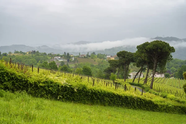 ユネスコの世界遺産モンフェラートの農村風景 イタリアのピードモント州アレッサンドリア州 アクイ テルメ近くのブドウ畑 — ストック写真
