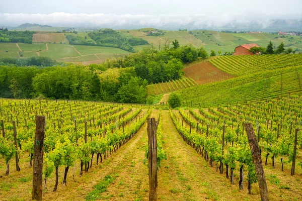 Vidéki Táj Monferrato Unesco Világörökség Része Szőlőültetvény Acqui Terme Közelében — Stock Fotó