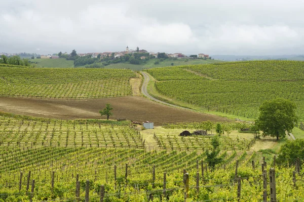 Paesaggio Rurale Nel Monferrato Patrimonio Dell Umanità Unesco Vigneto Vicino — Foto Stock