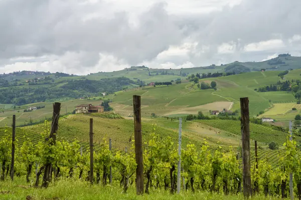 Monferrato 'daki kırsal alan, Unesco Dünya Mirası Bölgesi. Mombaruzzo yakınlarındaki üzüm bağı, Asti ili, Piedmont, İtalya