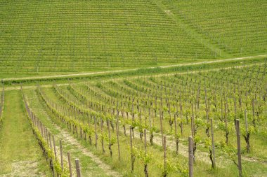 Monferrato 'daki kırsal alan, Unesco Dünya Mirası Bölgesi. Gavi yakınlarındaki üzüm bağı, Alessandria vilayeti, Piedmont, İtalya