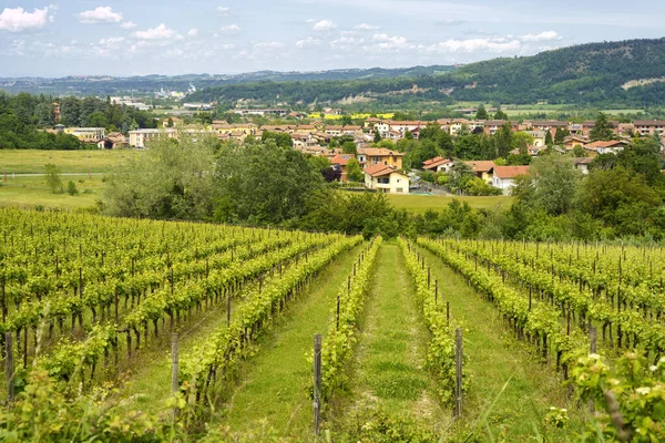 Krajobraz Wiejski Monferrato Unesco Światowego Dziedzictwa Unesco Winnica Pobliżu Gavi — Zdjęcie stockowe