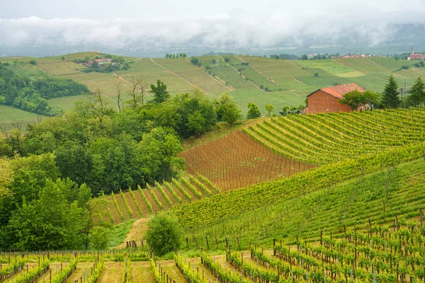 Landsbygdslandskap Monferrato Unescos Världsarv Vinodling Nära Acqui Terme Alessandriaprovinsen Piemonte — Stockfoto