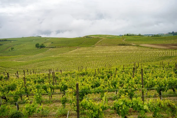 Paisaje Rural Monferrato Patrimonio Humanidad Unesco Viñedo Cerca Acqui Terme — Foto de Stock