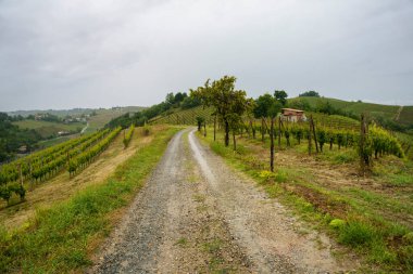 Monferrato 'daki kırsal alan, Unesco Dünya Mirası Bölgesi. Acqui Terme yakınlarındaki üzüm bağı, Alessandria ili, Piedmont, İtalya