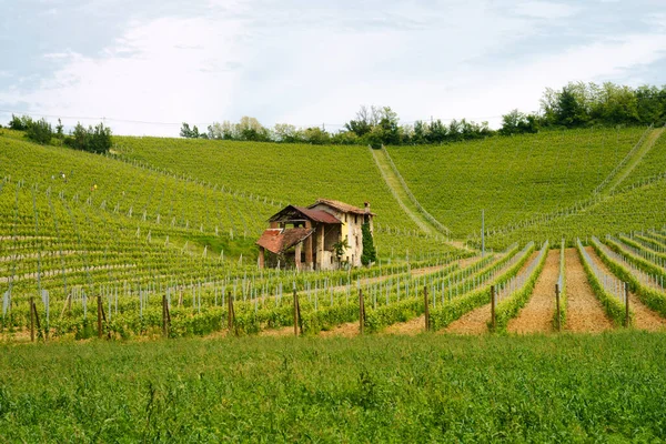Paesaggio Rurale Nel Monferrato Patrimonio Dell Umanità Unesco Vigneto Vicino — Foto Stock