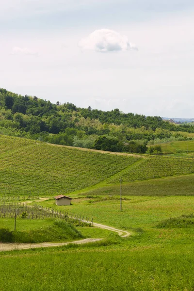 Rural Landscape Monferrato Unesco World Heritage Site Vineyard Gavi Alessandria — Stock Photo, Image