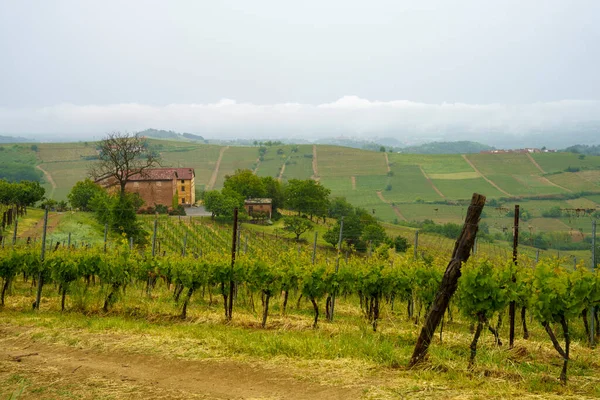 Krajobraz Wiejski Monferrato Unesco Światowego Dziedzictwa Unesco Winnica Pobliżu Acqui — Zdjęcie stockowe