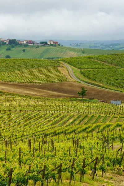 Paisagem Rural Monferrato Património Mundial Unesco Vinhedo Perto Acqui Terme — Fotografia de Stock