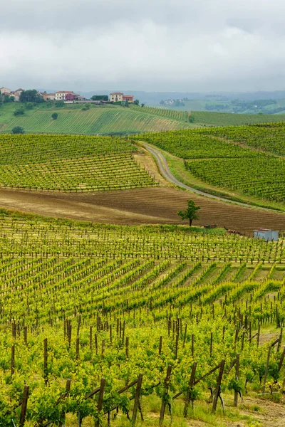 Αγροτικό Τοπίο Στο Monferrato Μνημείο Παγκόσμιας Κληρονομιάς Της Unesco Αμπελώνας — Φωτογραφία Αρχείου