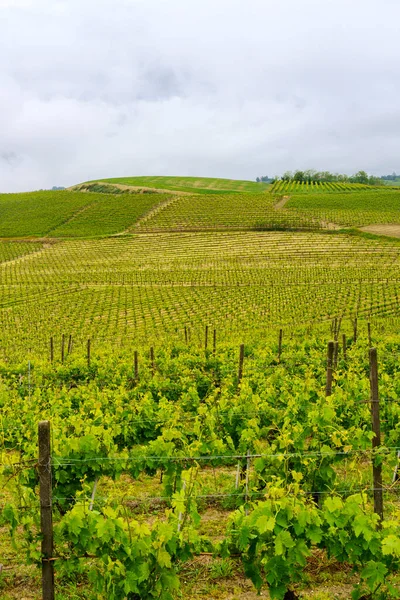 Krajobraz Wiejski Monferrato Unesco Światowego Dziedzictwa Unesco Winnica Pobliżu Acqui — Zdjęcie stockowe