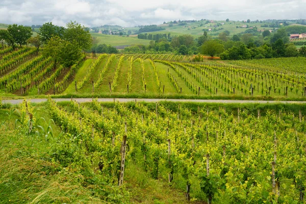 Landelijk Landschap Monferrato Unesco World Heritage Site Wijngaard Bij Acqui — Stockfoto