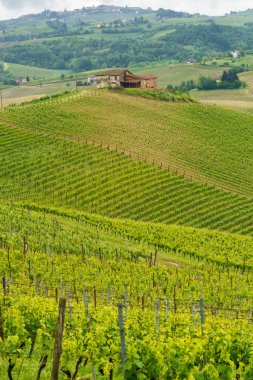 Monferrato 'daki kırsal alan, Unesco Dünya Mirası Bölgesi. Mombaruzzo yakınlarındaki üzüm bağı, Asti ili, Piedmont, İtalya