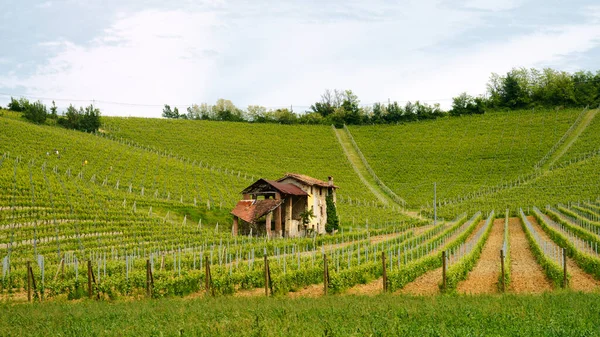 Paysage Rural Monferrato Patrimoine Mondial Unesco Vignoble Près Gavi Province — Photo