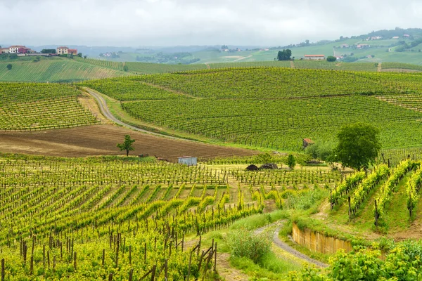 Landsbygdslandskap Monferrato Unescos Världsarv Vinodling Nära Acqui Terme Alessandriaprovinsen Piemonte — Stockfoto