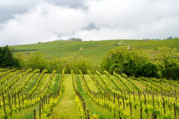 Rural Landscape Monferrato Unesco World Heritage Site Vineyard Acqui Terme — Stock Photo, Image