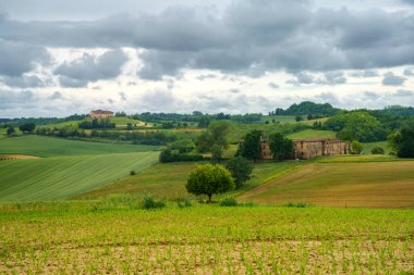 Monferrato 'daki kırsal alan, Unesco Dünya Mirası Bölgesi. Cuccaro yakınlarındaki üzüm bağı, Alessandria ili, Piedmont, İtalya