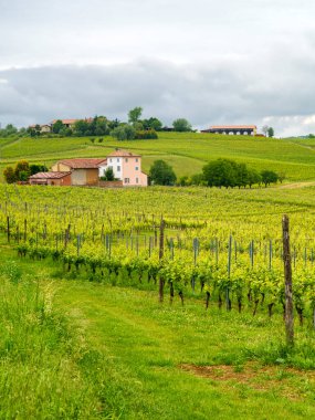Monferrato, Unesco Dünya Mirası Bölgesi, Vignale, Alessandria ili yakınlarındaki kırsal alan, Piedmont, İtalya. Üzüm bağları