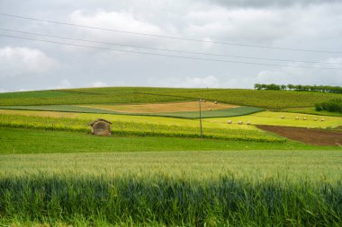 Monferrato 'daki kırsal alan, Unesco Dünya Mirası, Casorzo, Asti bölgesi, Piedmont, İtalya. Üzüm bağları