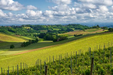 Monferrato 'daki kırsal alan, Unesco Dünya Mirası, Calliano, Asti bölgesi, Piedmont, İtalya. Üzüm bağları