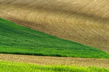 Monferrato 'daki kırsal alan, Unesco Dünya Mirası, Calliano, Asti bölgesi, Piedmont, İtalya. Üzüm bağları
